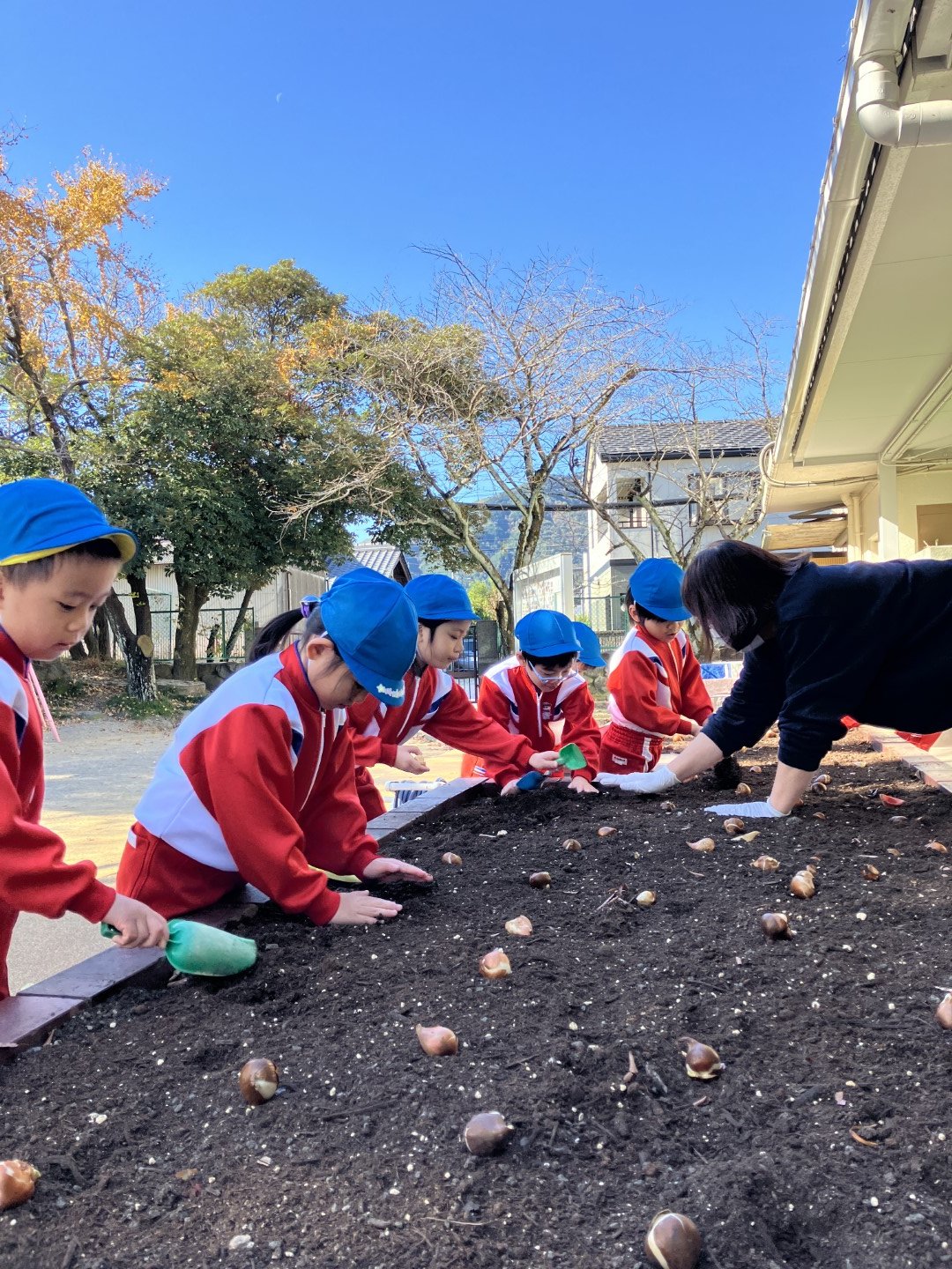 ちゅうりっぷの球根植え